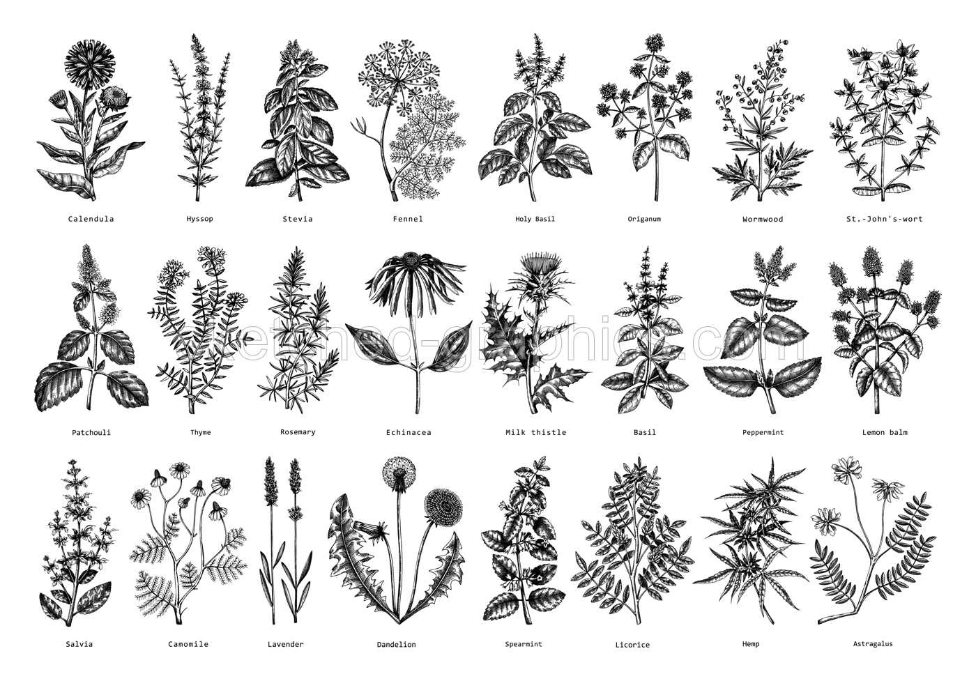 Vintage herbs illustrations. Sketched aromatic plants collection. Botanical design elements. Herbal tea ingredients. Hand drawn medicinal herbs for banners, stickers, label, packaging. Floral outlies Illustration